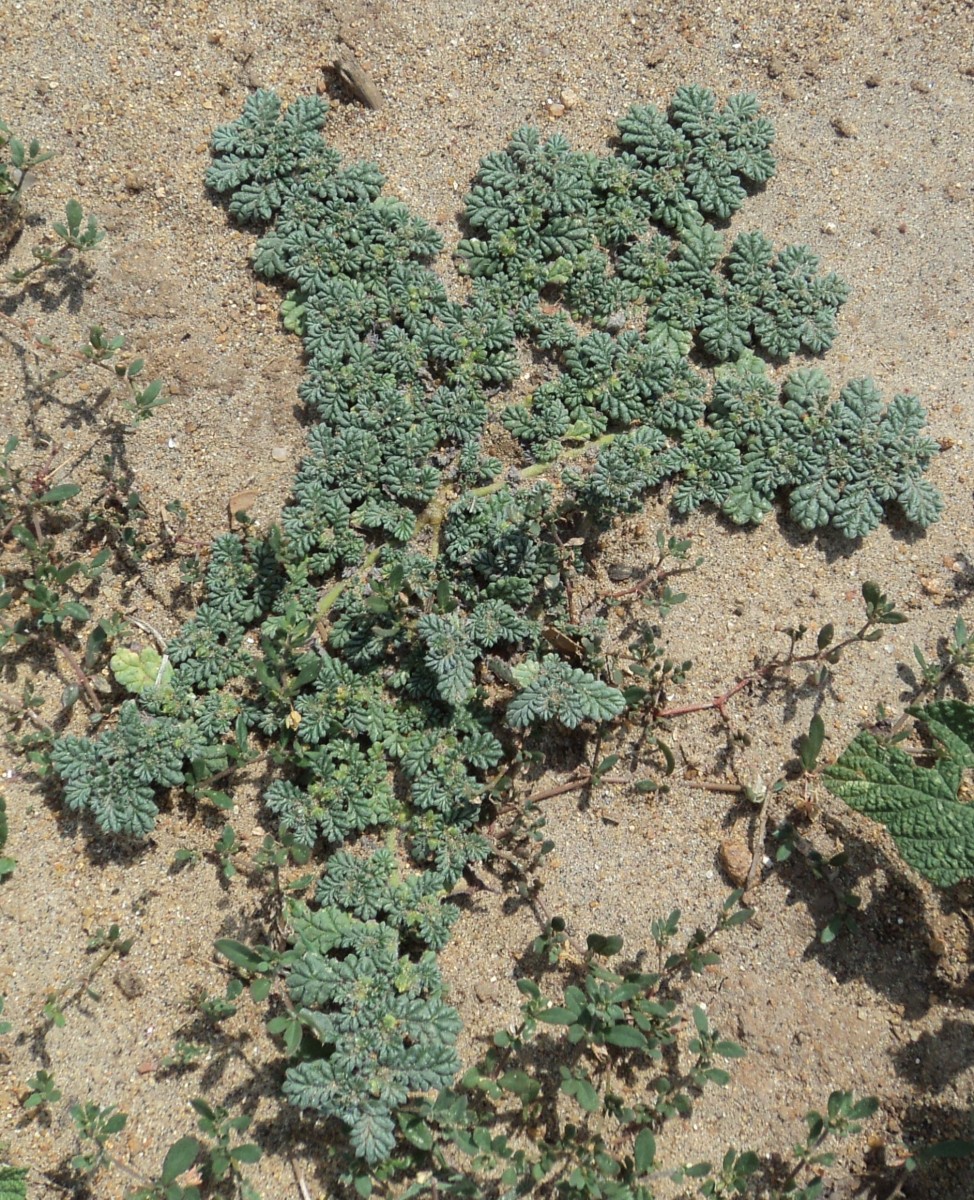 Coldenia procumbens L.